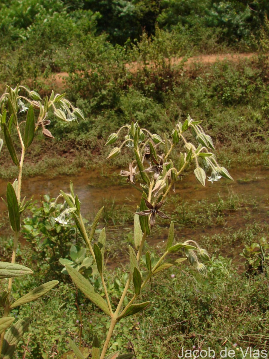 Trichodesma zeylanicum (Burm.f.) R.Br.
